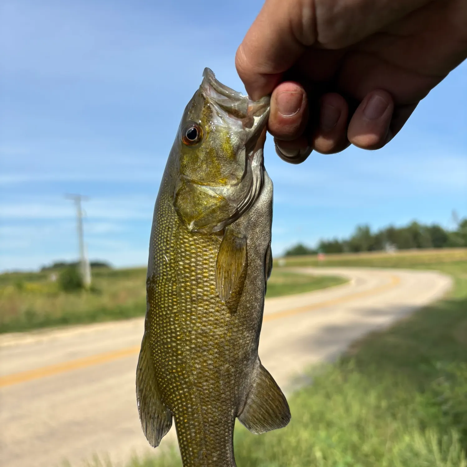 Smallmouth bass caught on Fishbrain