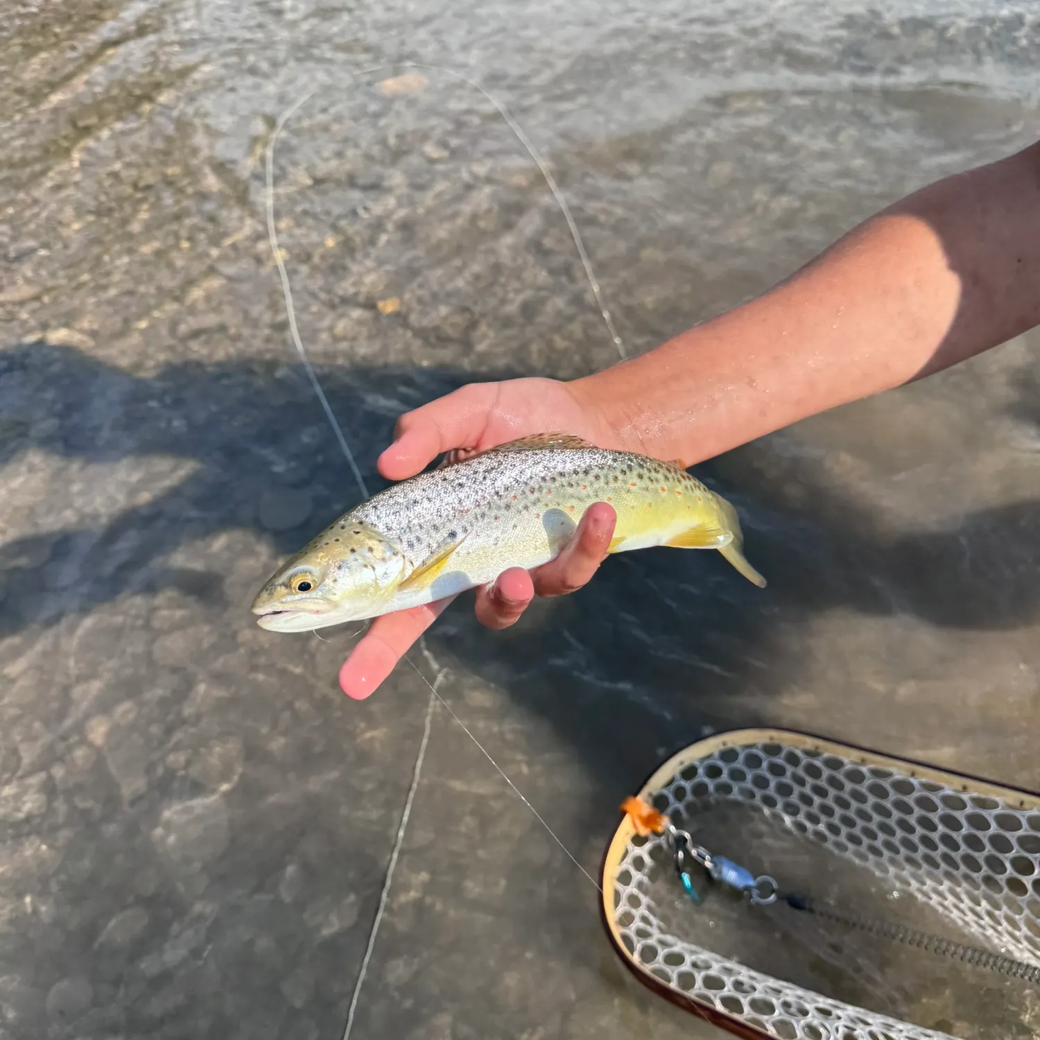 The most recent Brown trout catches on Fishbrain