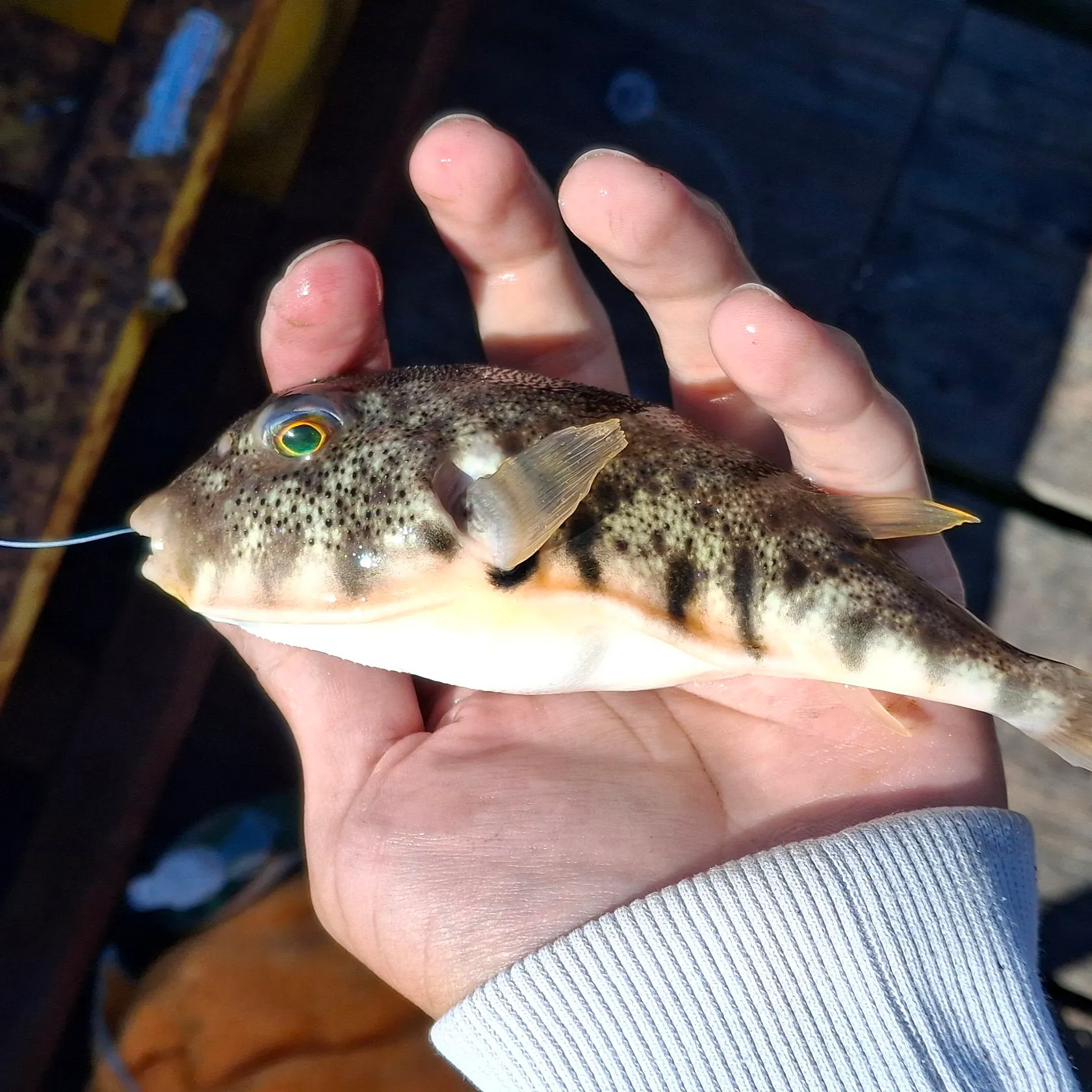 catch