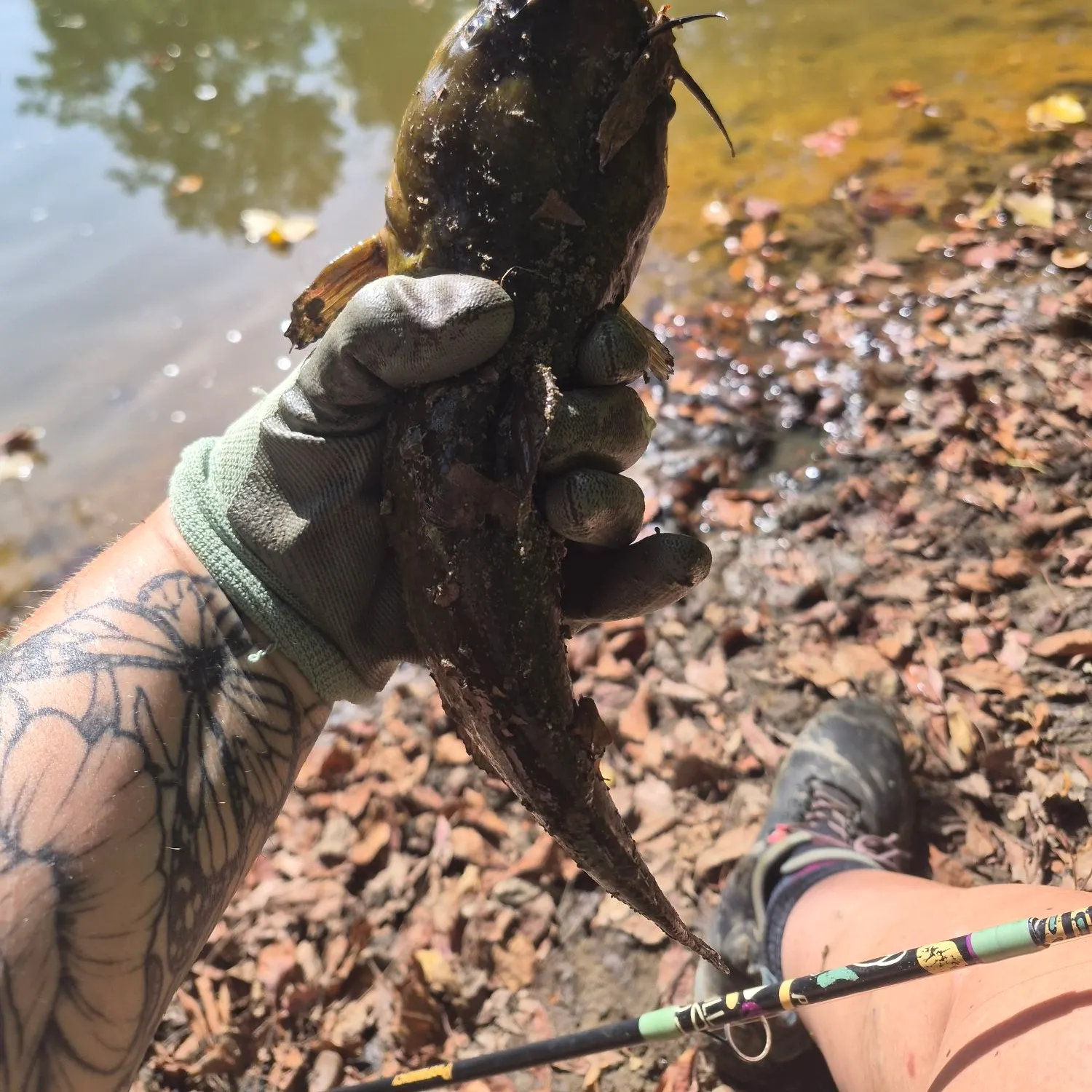 Yellow bullhead caught on Fishbrain
