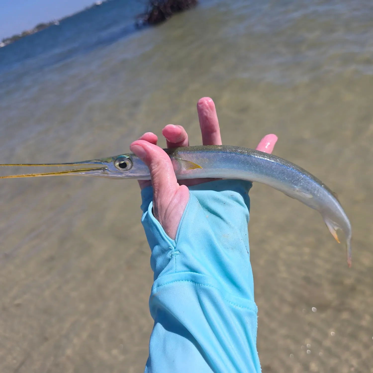 The most recent Atlantic needlefish catches on Fishbrain