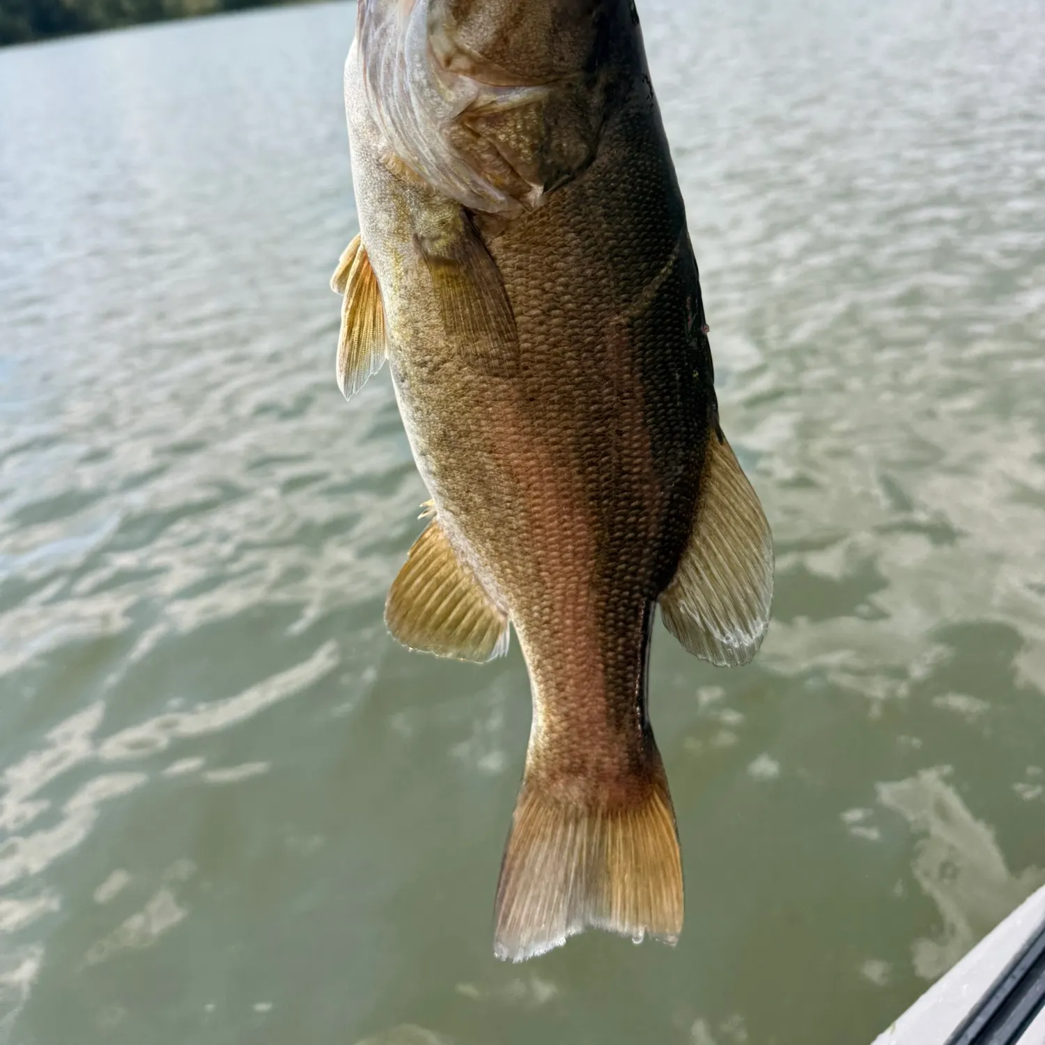 Smallmouth bass caught on Fishbrain