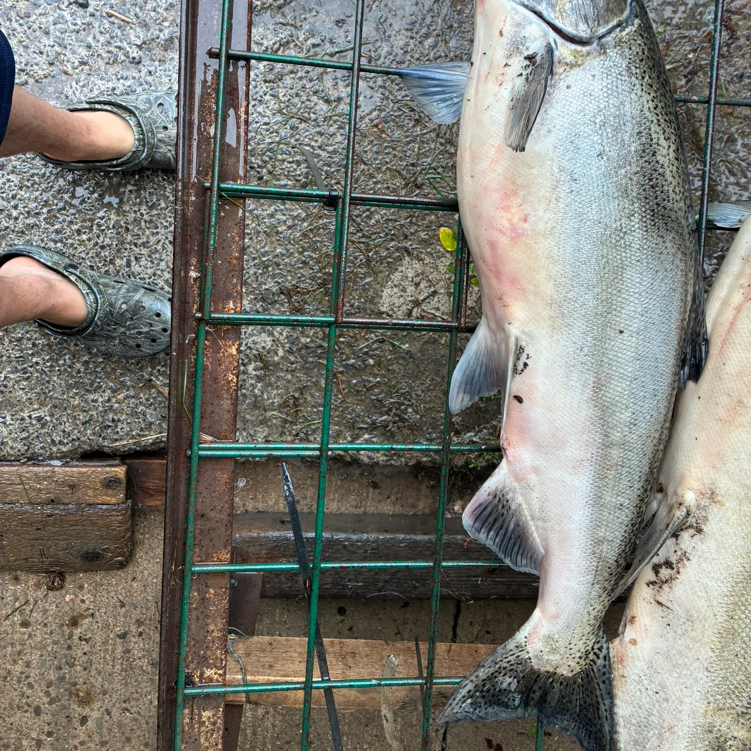 Chinook salmon caught on Fishbrain