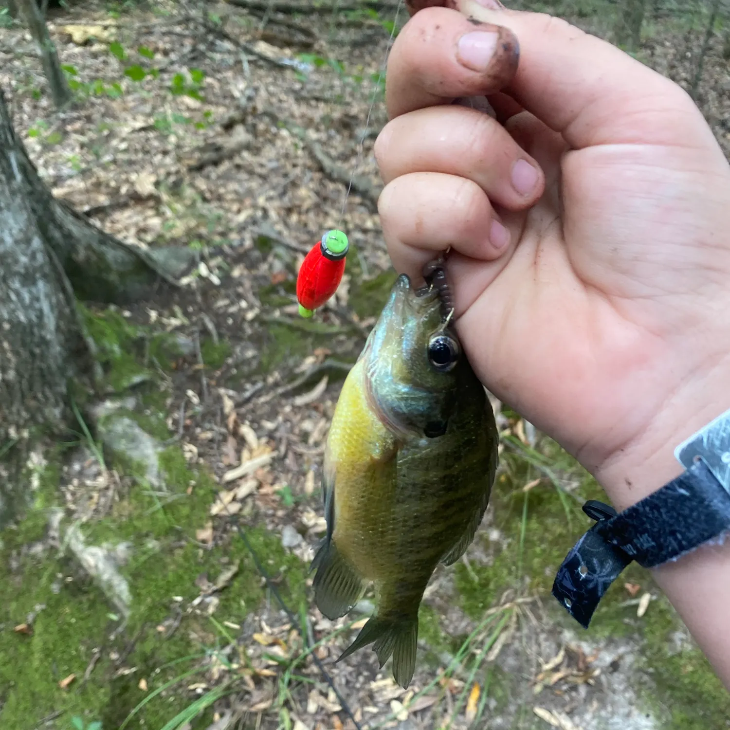 The most recent Bluegill catches on Fishbrain
