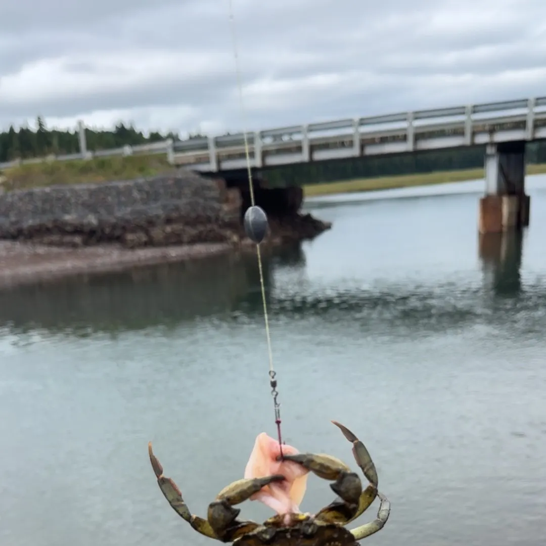 Green crab caught on Fishbrain