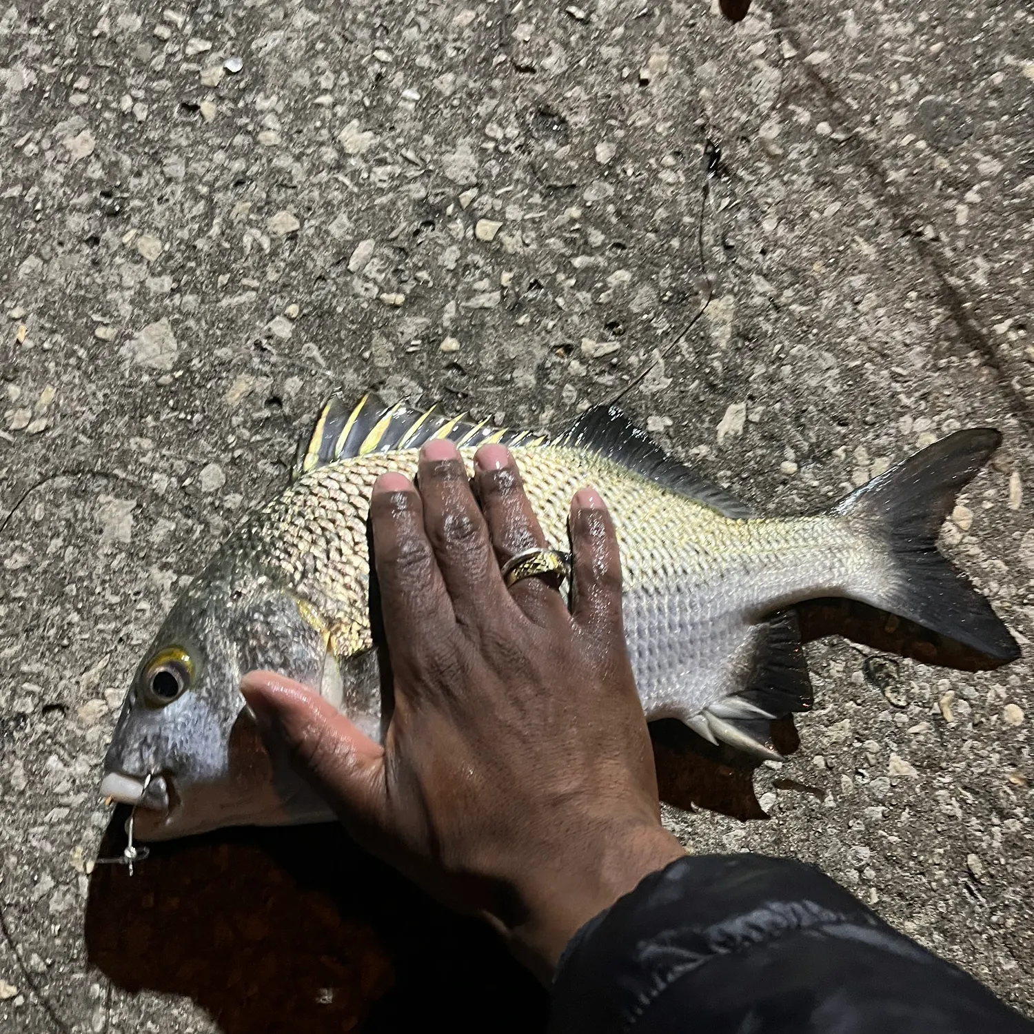 The most recent Black margate catches on Fishbrain