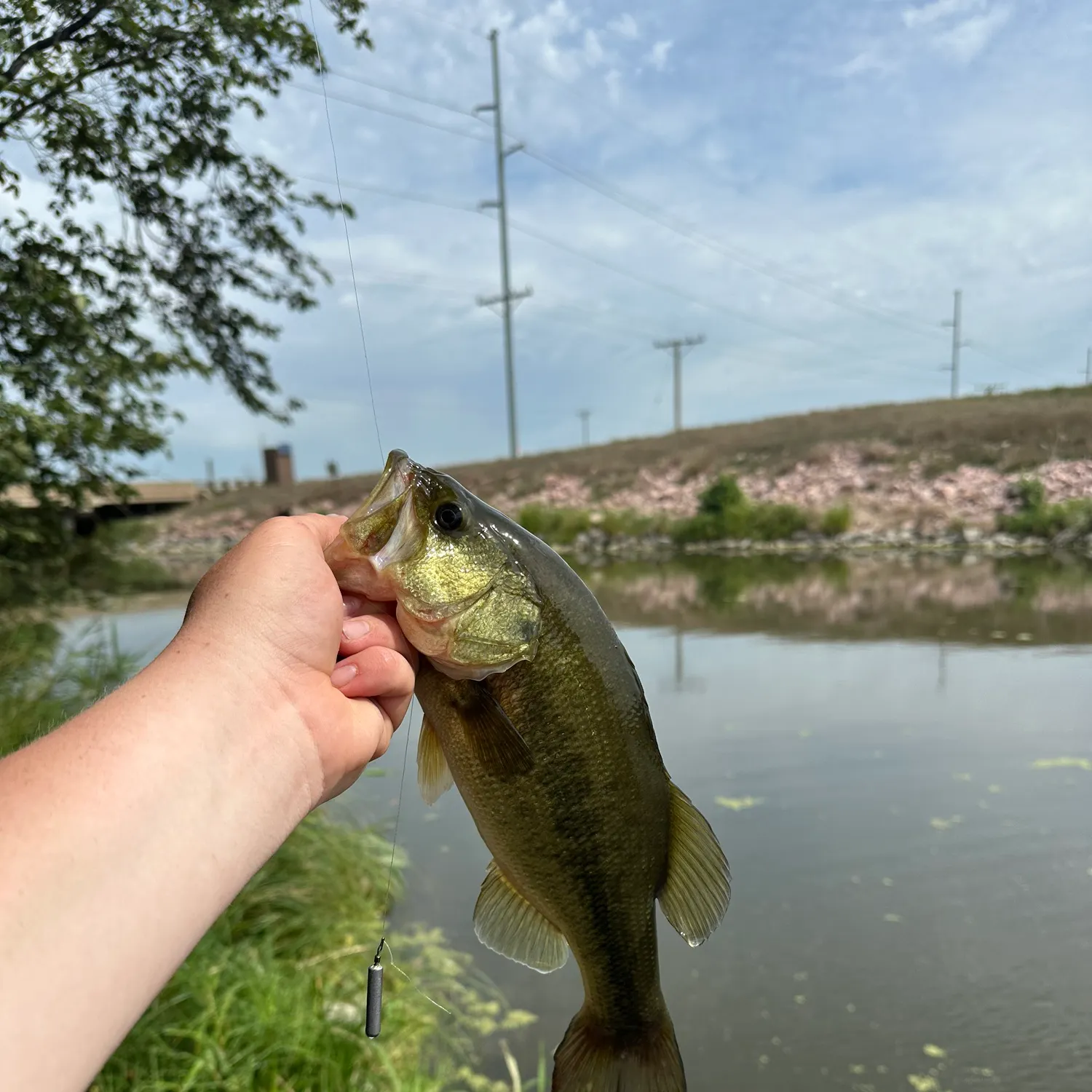 Largemouth bass caught on Fishbrain