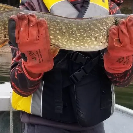 Northern pike caught on Fishbrain