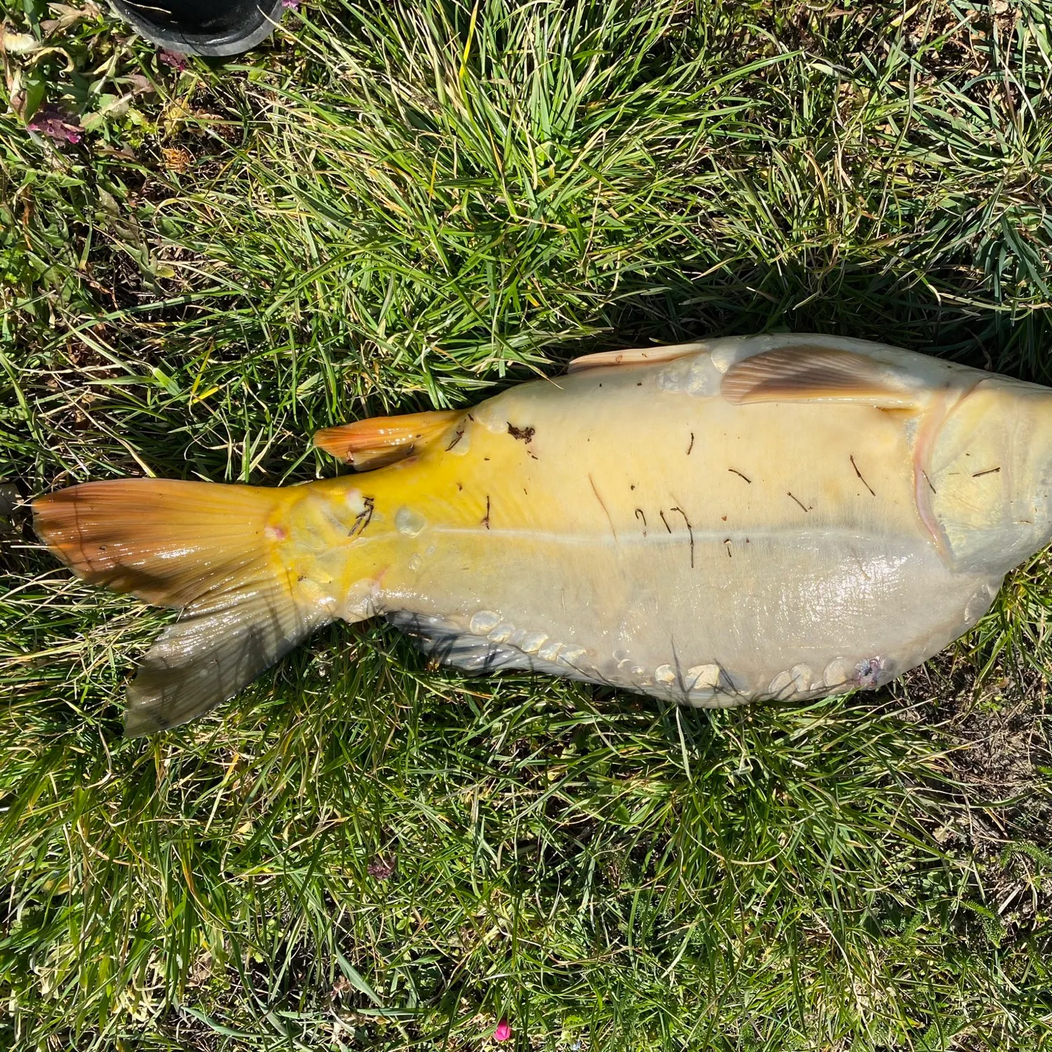 Leather carp caught on Fishbrain