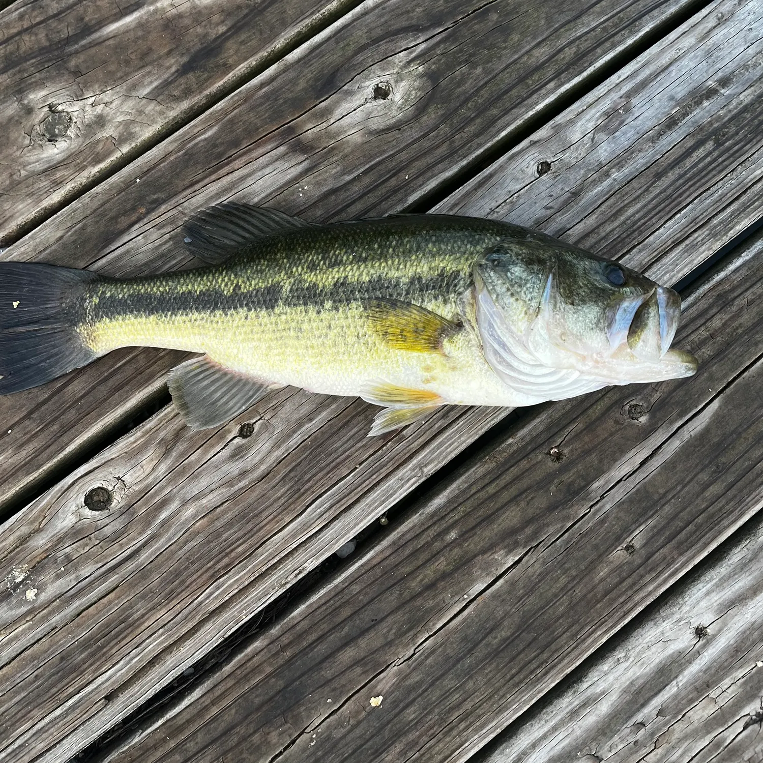 Largemouth bass caught on Fishbrain