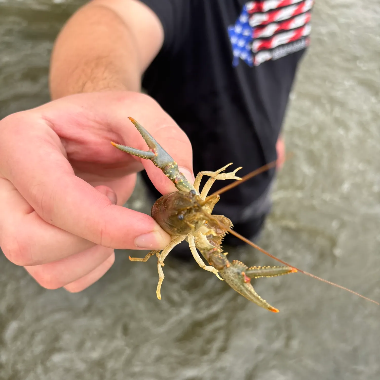 The most recent Big water crayfish catches on Fishbrain