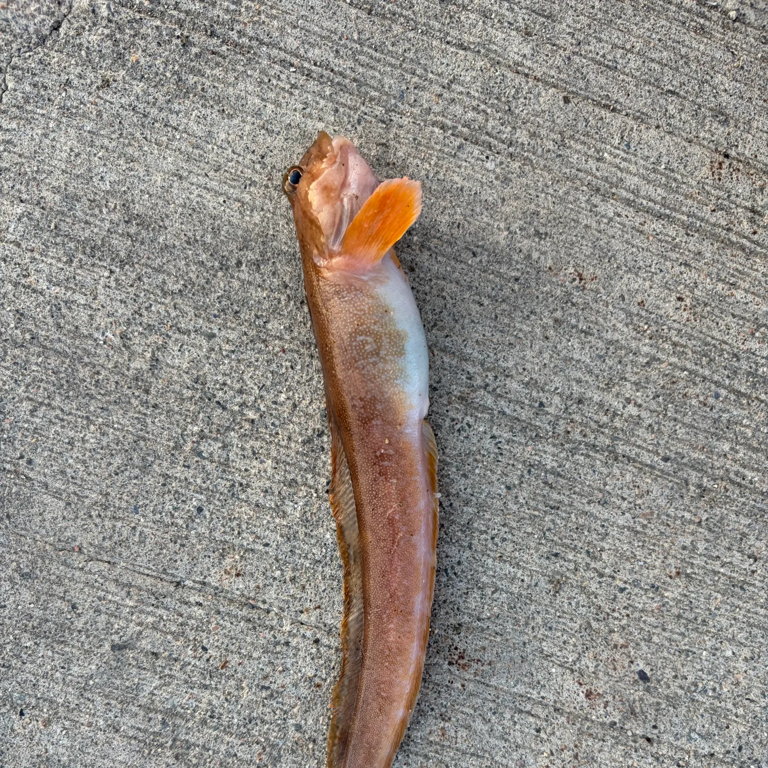 The most recent Ocean pout catches on Fishbrain