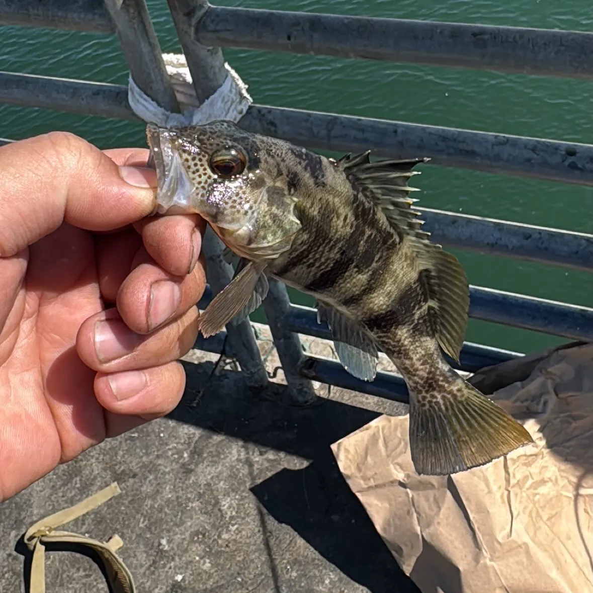 Barred sand bass caught on Fishbrain