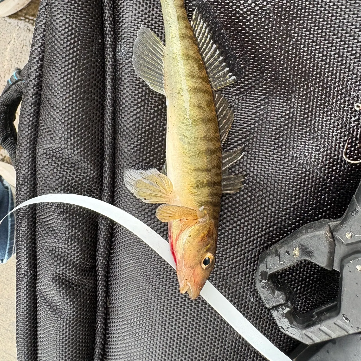 Common logperch caught on Fishbrain