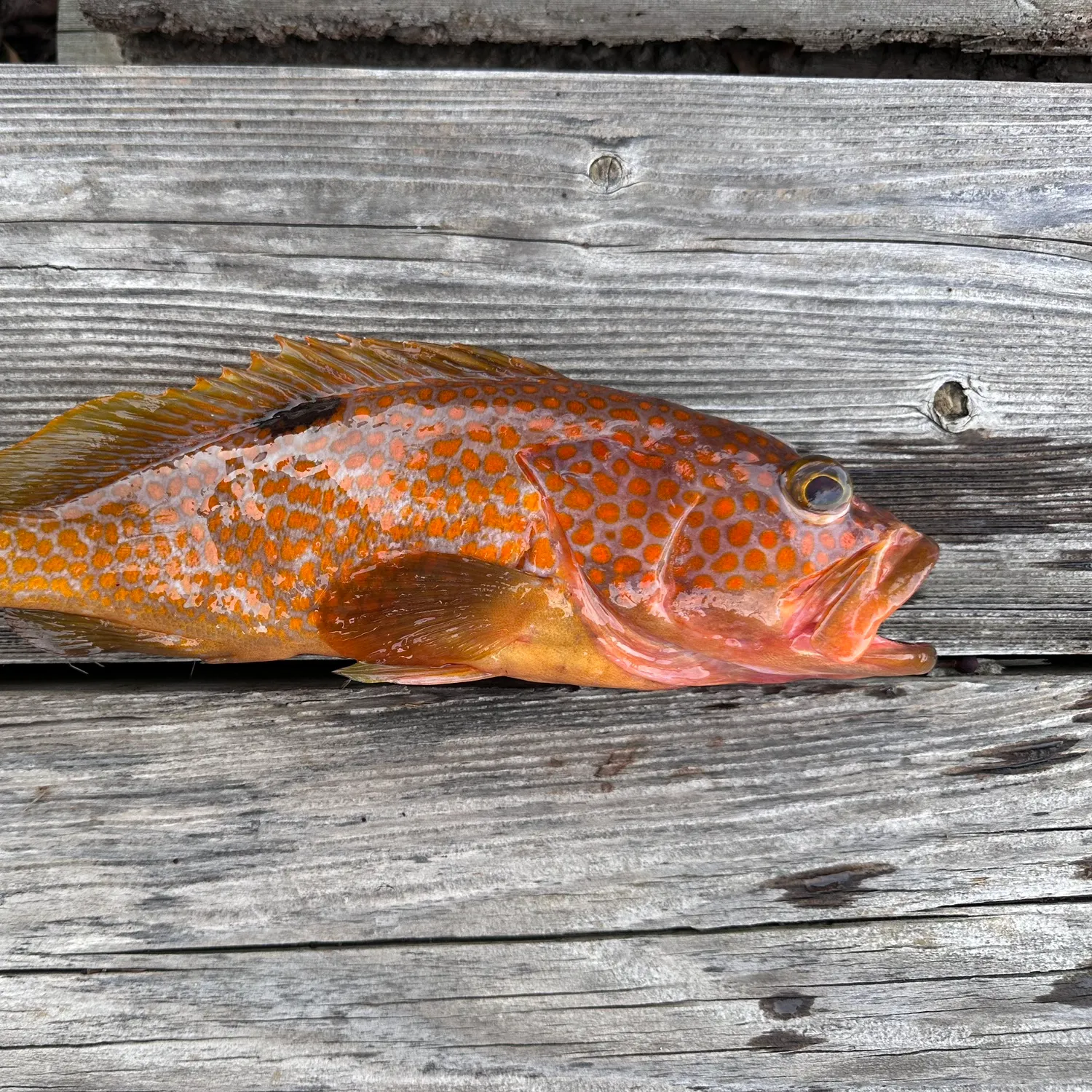 The most recent Hong Kong grouper catches on Fishbrain