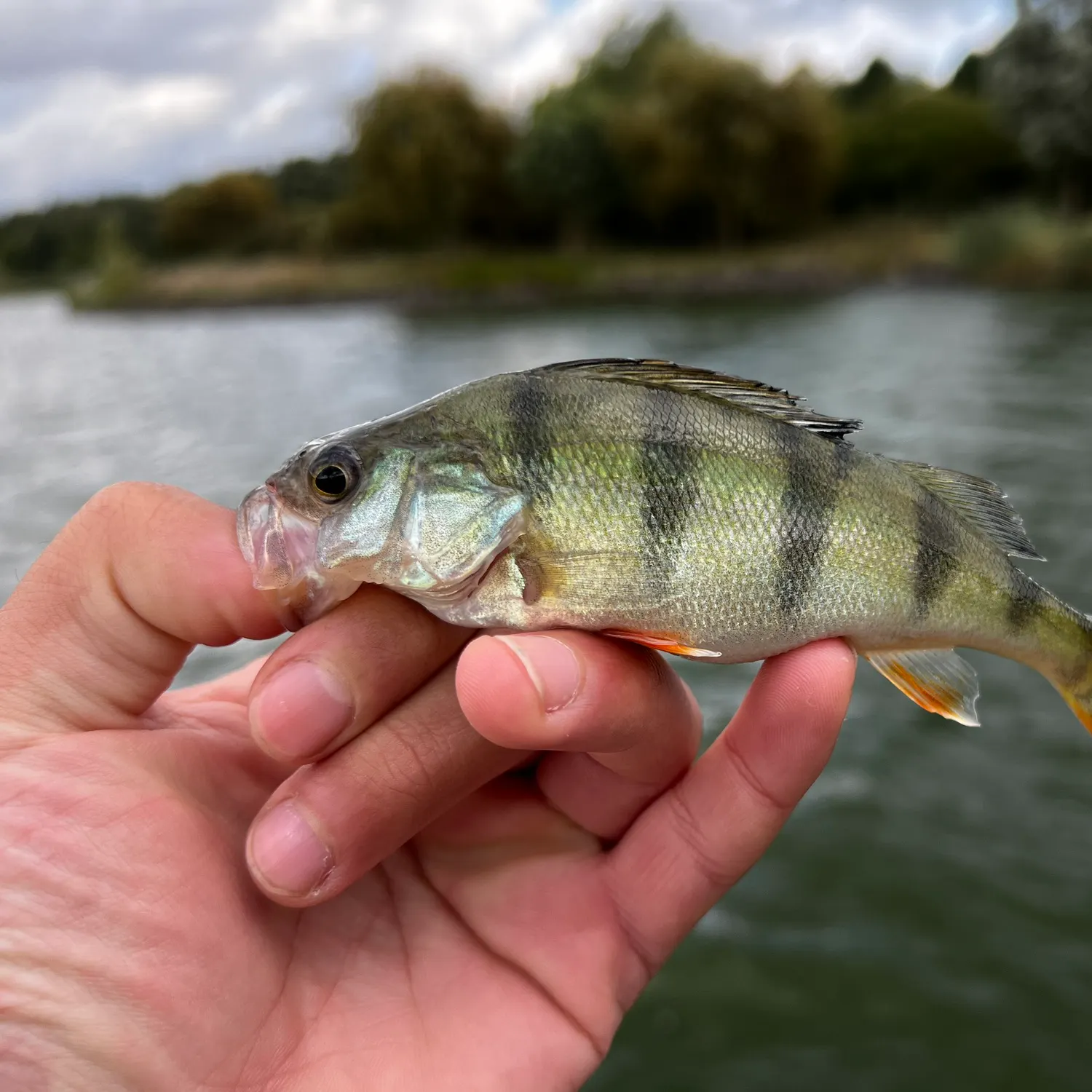 European perch caught on Fishbrain