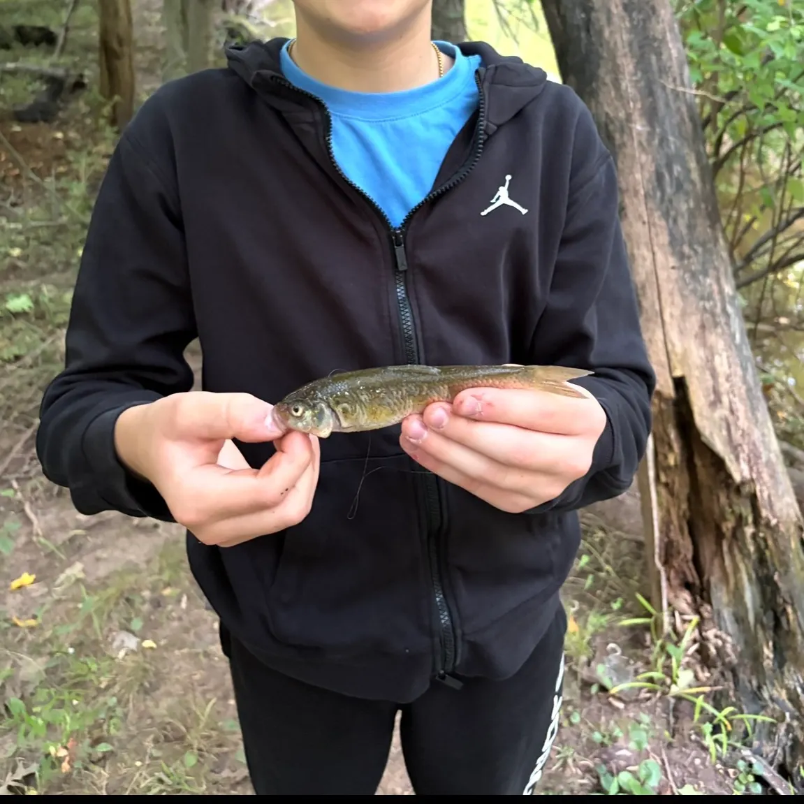 Creek chub caught on Fishbrain