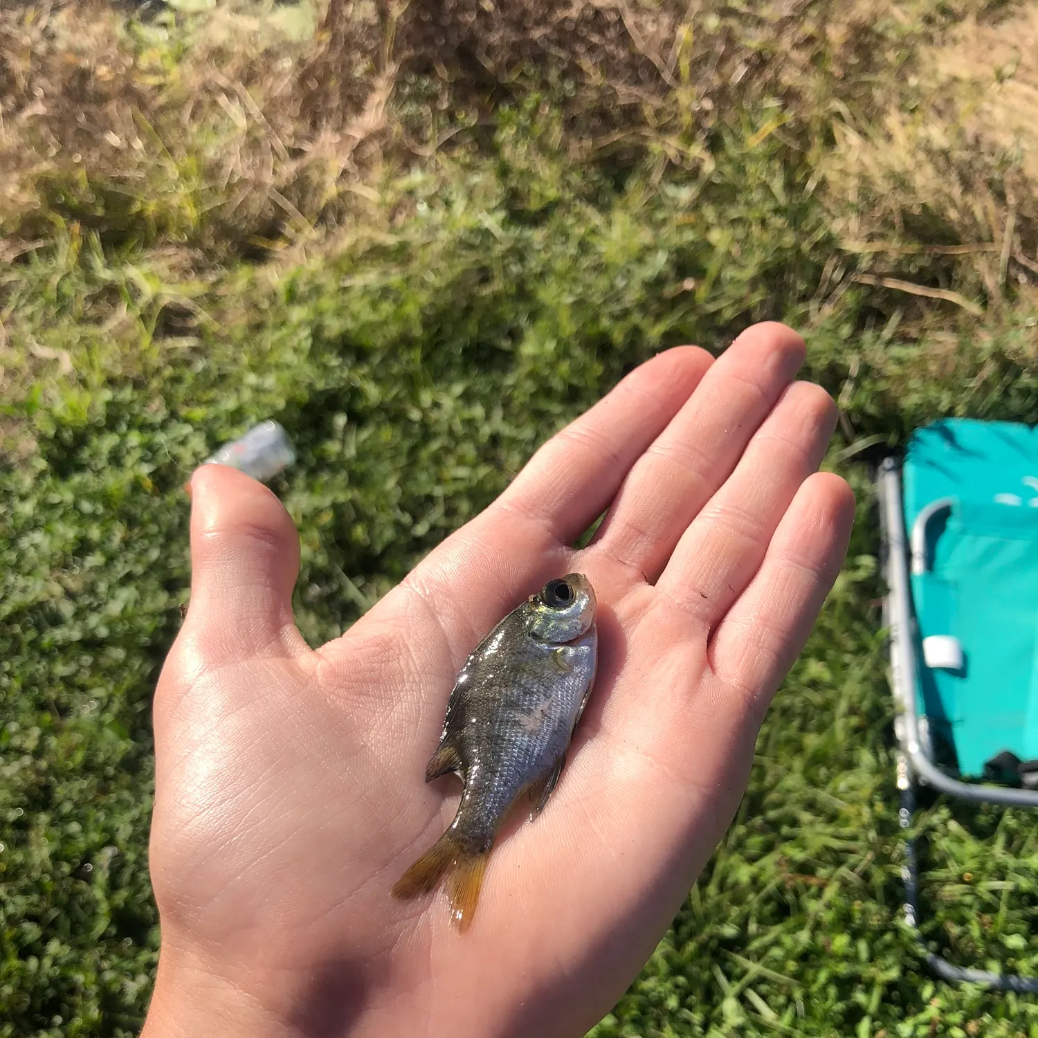 The most recent Redspotted sunfish catches on Fishbrain