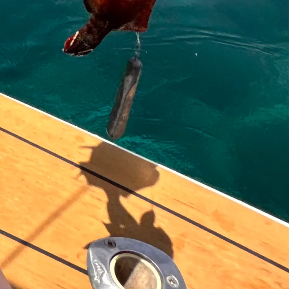 The most recent Darkfin hind catches on Fishbrain