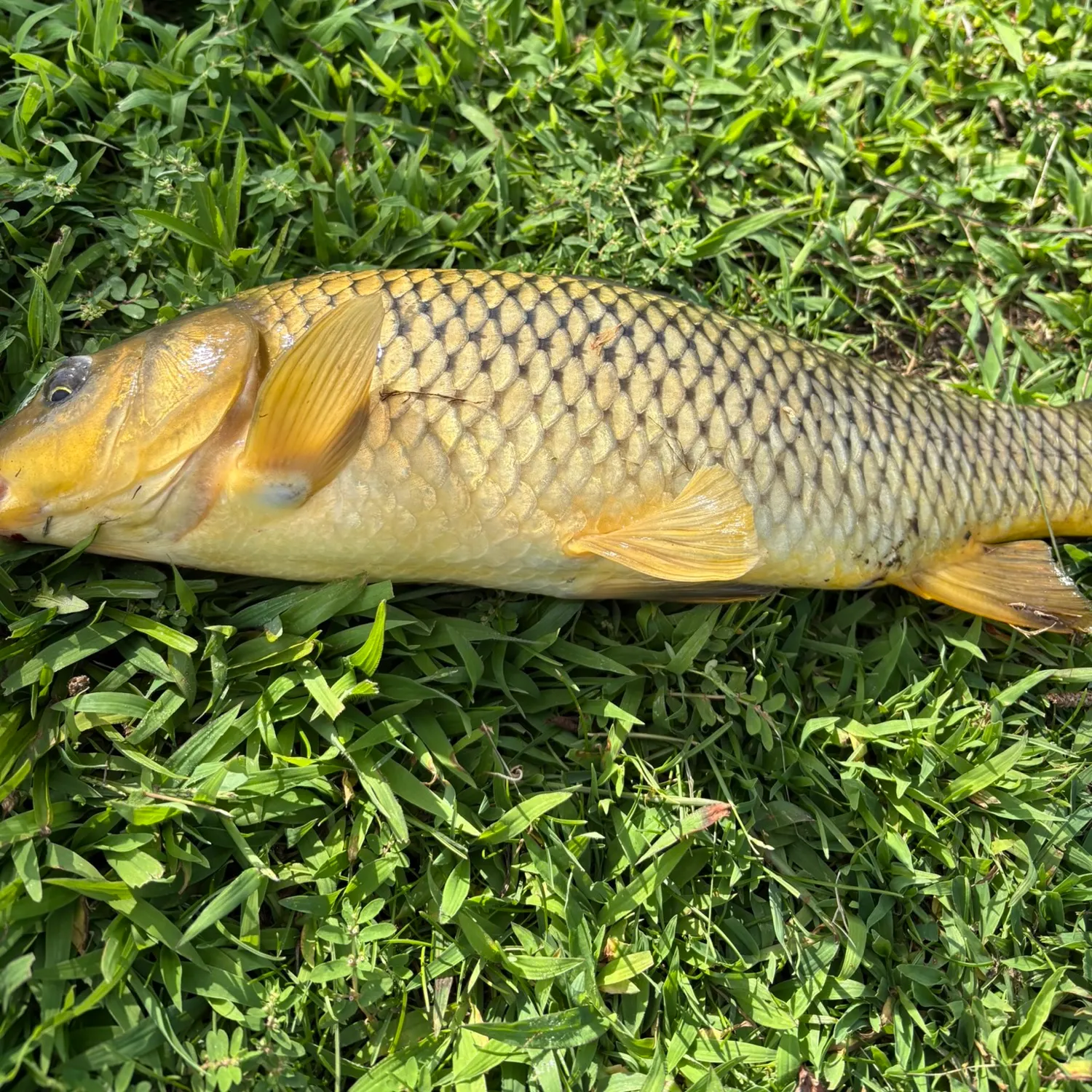 Common carp caught on Fishbrain