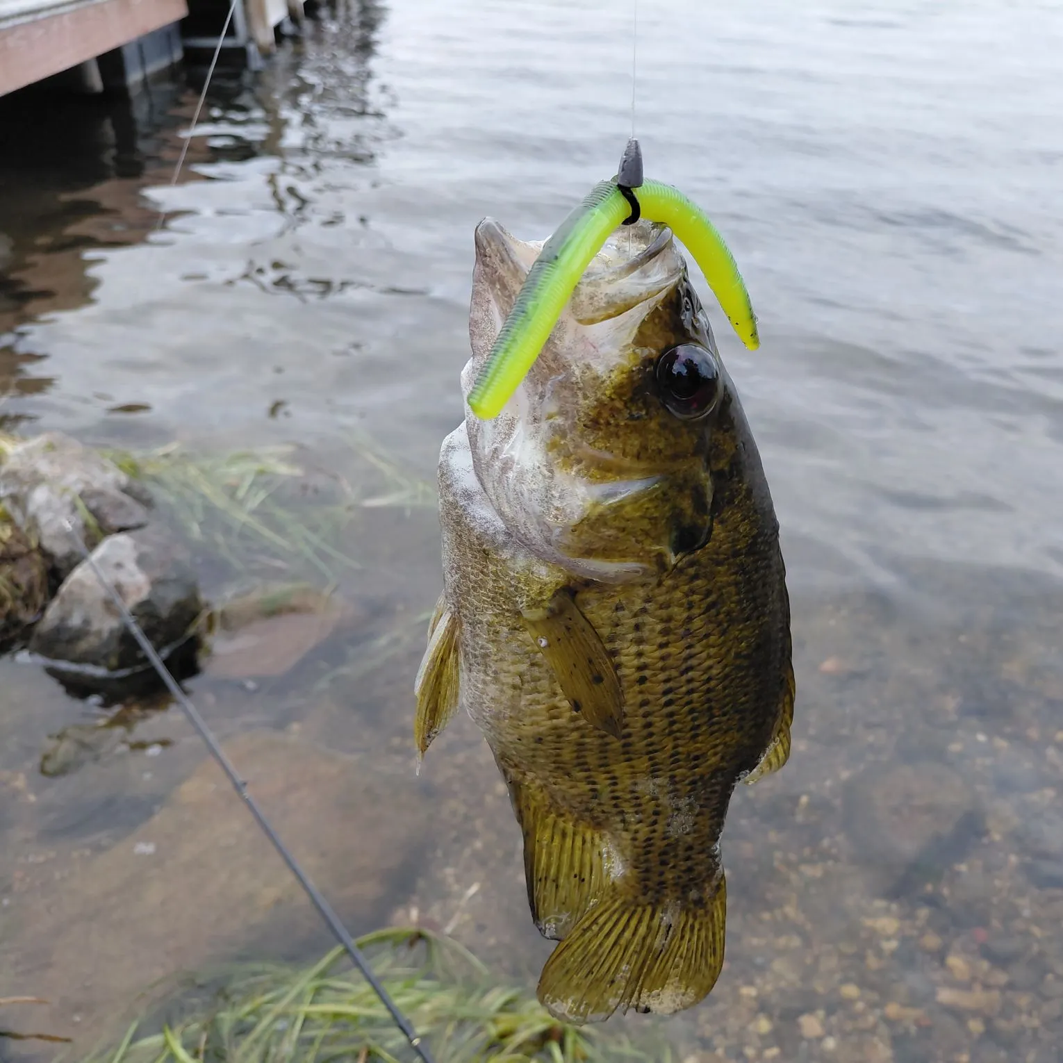 Rock bass caught on Fishbrain