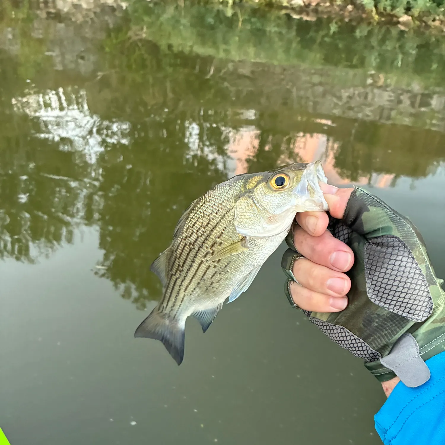 White bass caught on Fishbrain