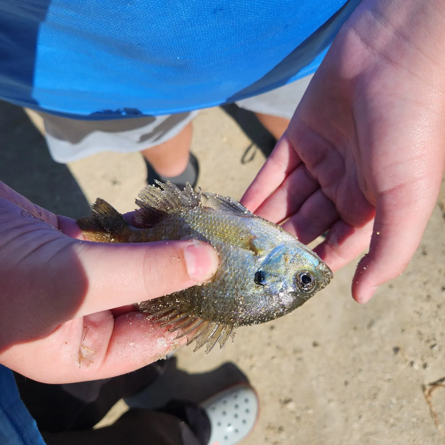 Bluegill caught on Fishbrain