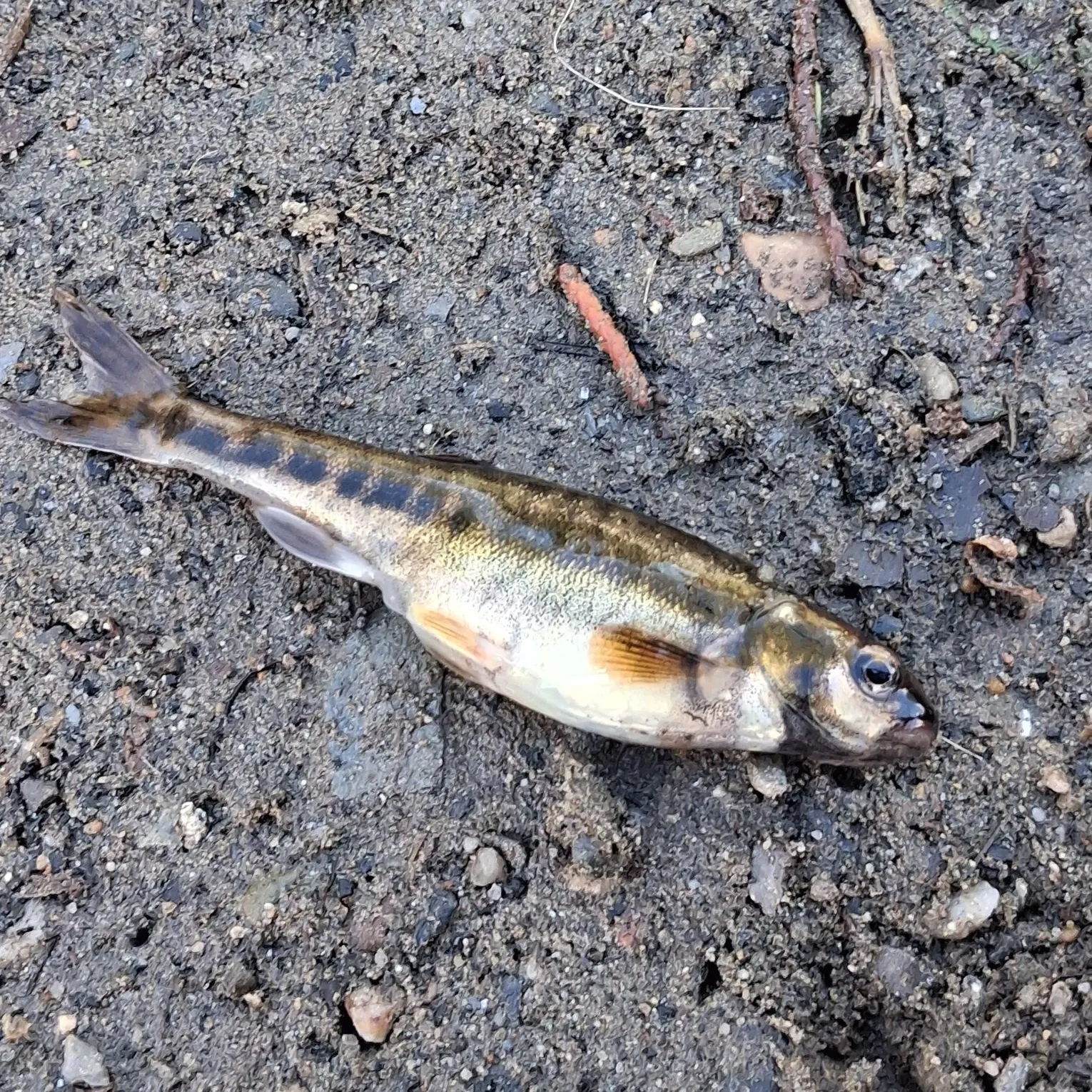 The most recent Eurasian minnow catches on Fishbrain