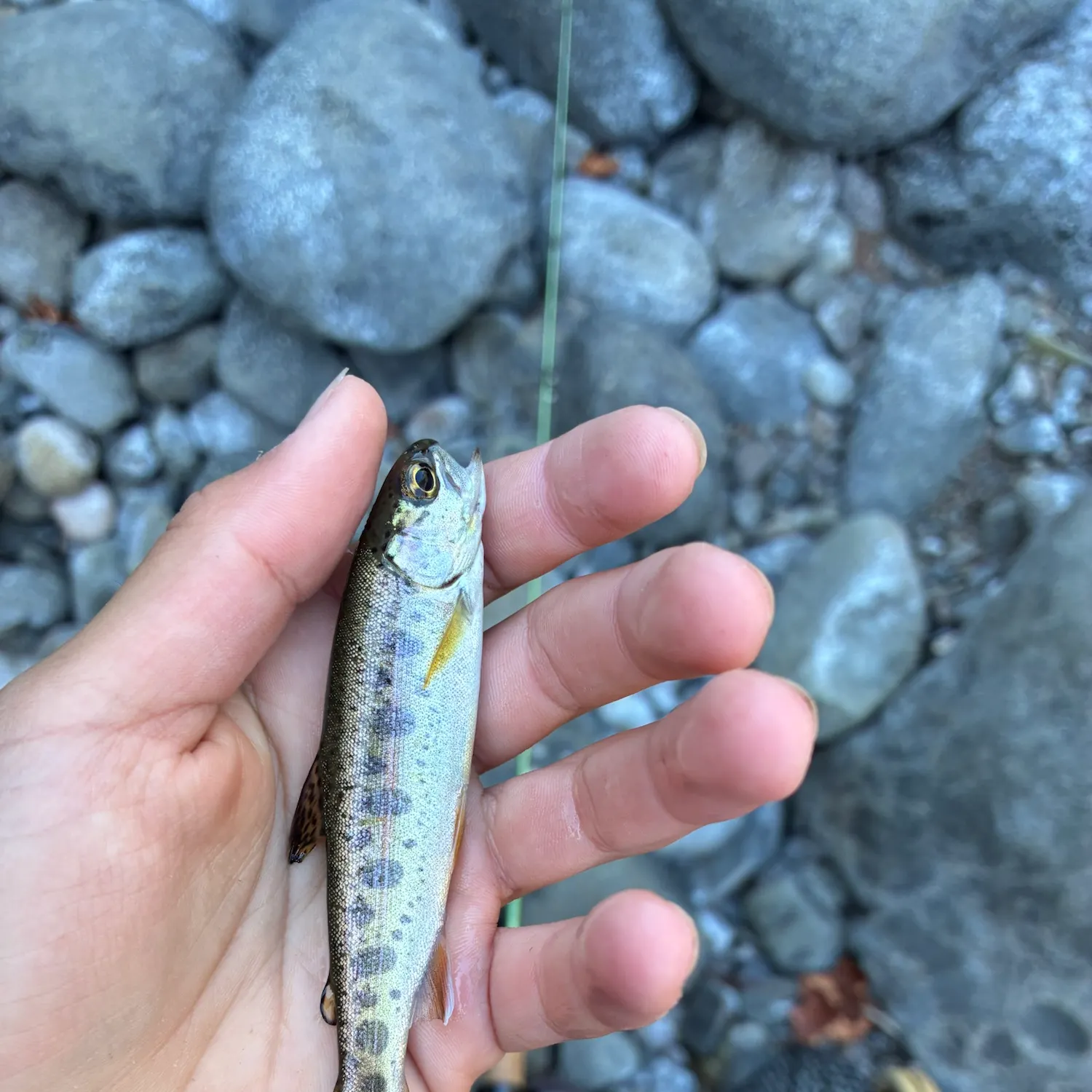 Coastal cutthroat trout caught on Fishbrain