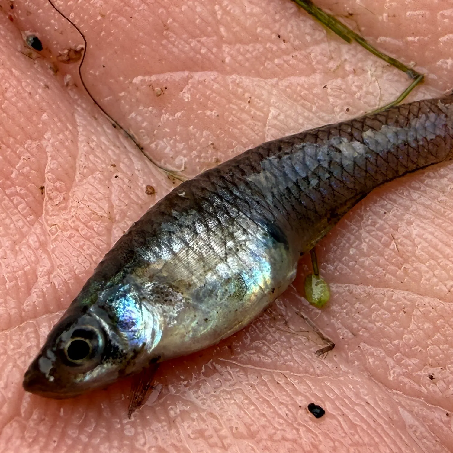 The most recent Western mosquitofish catches on Fishbrain