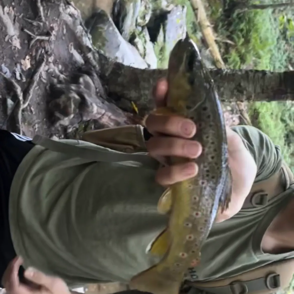 Brown trout caught on Fishbrain