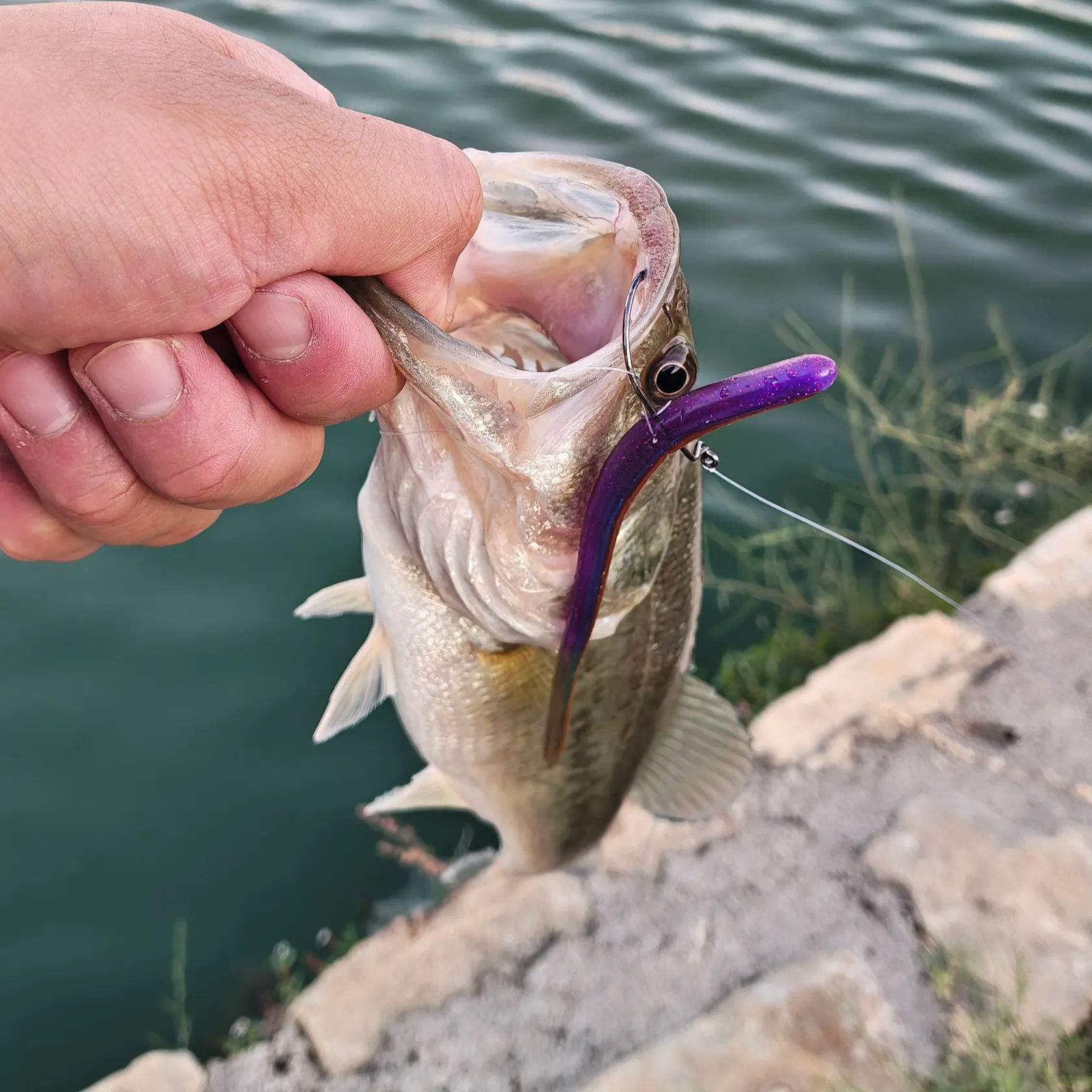 Largemouth bass caught on Fishbrain