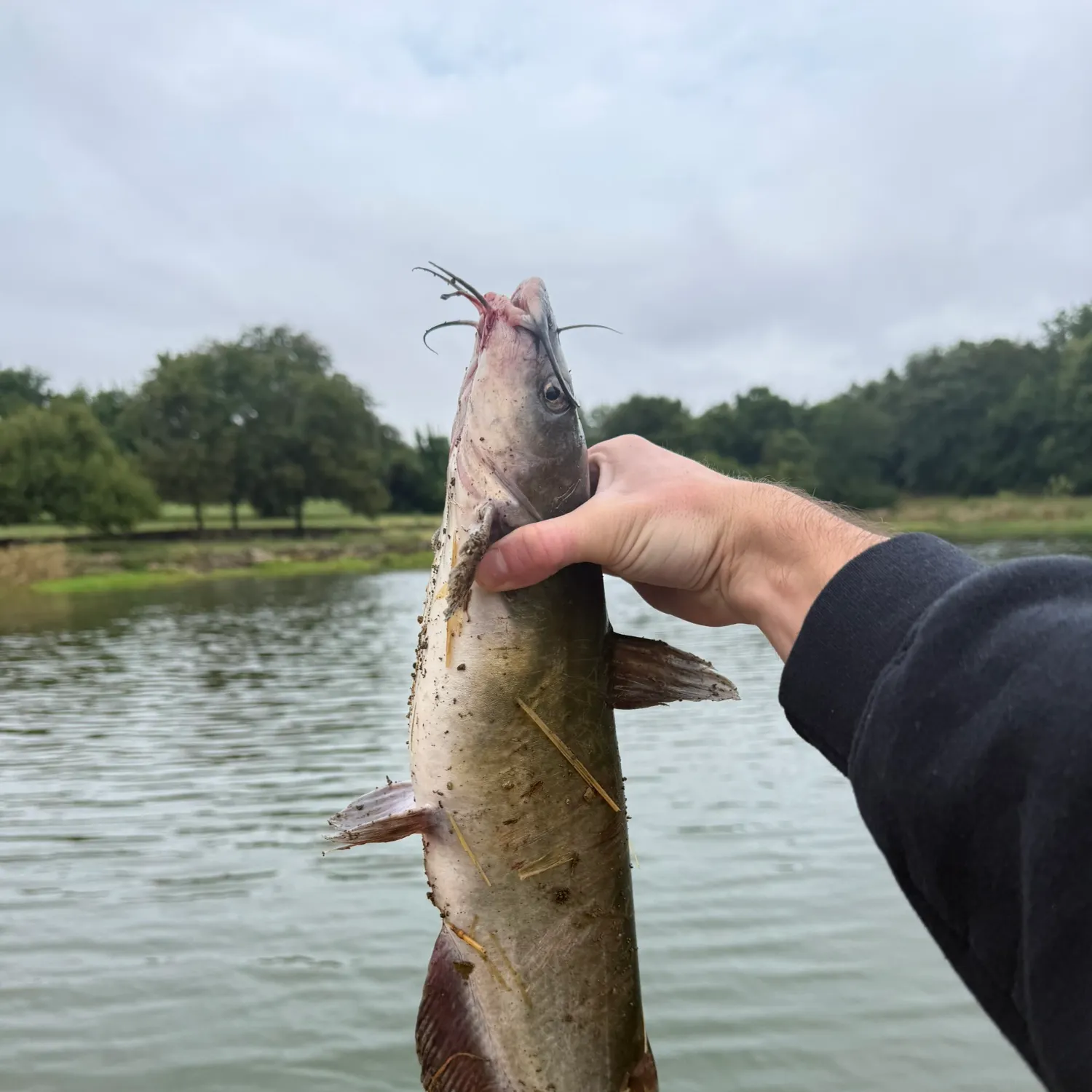 Channel catfish caught on Fishbrain