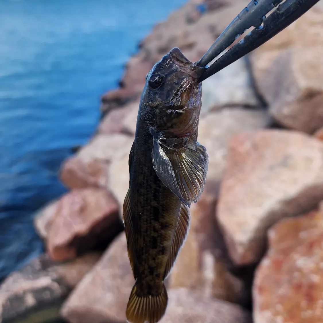 The most recent Round goby catches on Fishbrain