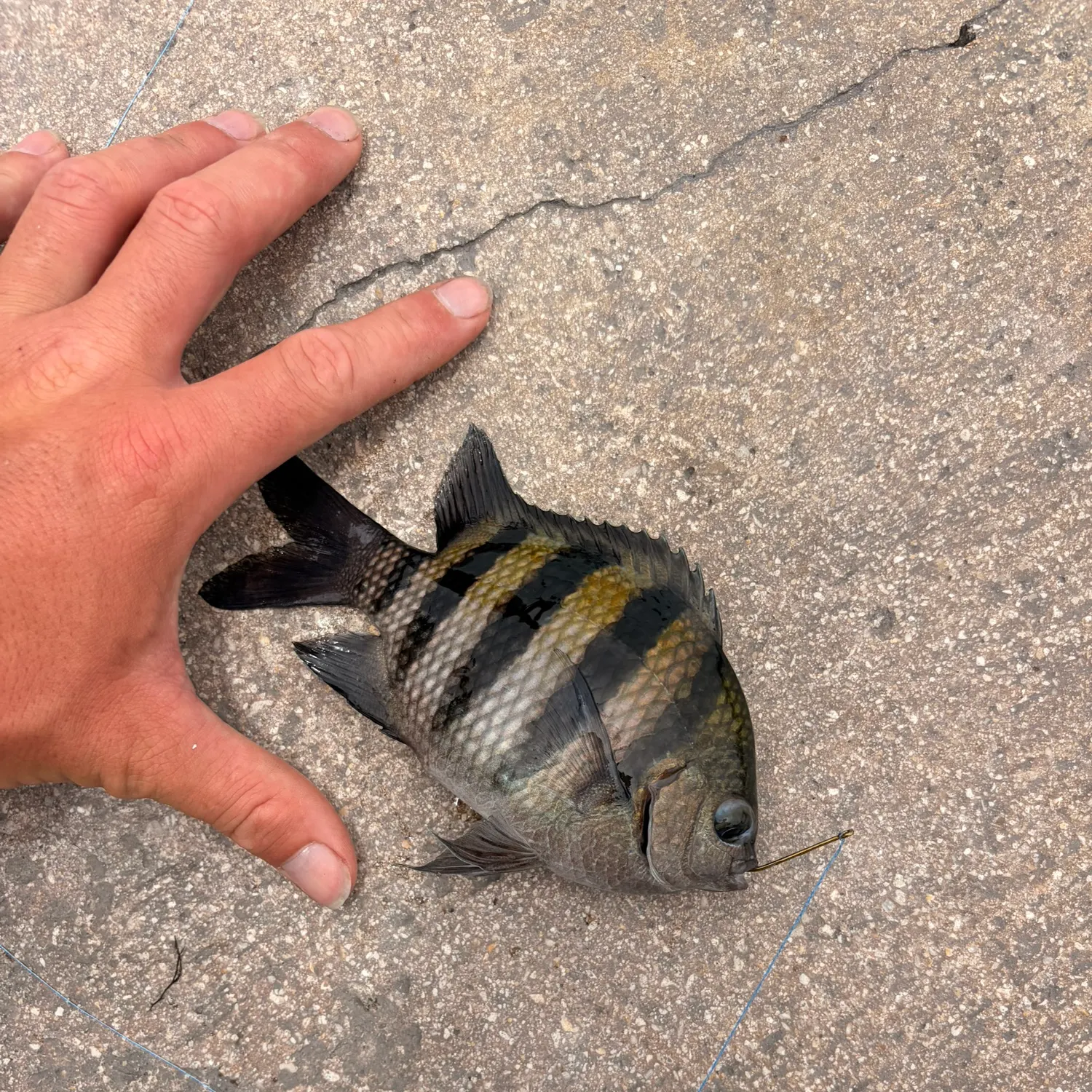 The most recent Sergeant-major catches on Fishbrain
