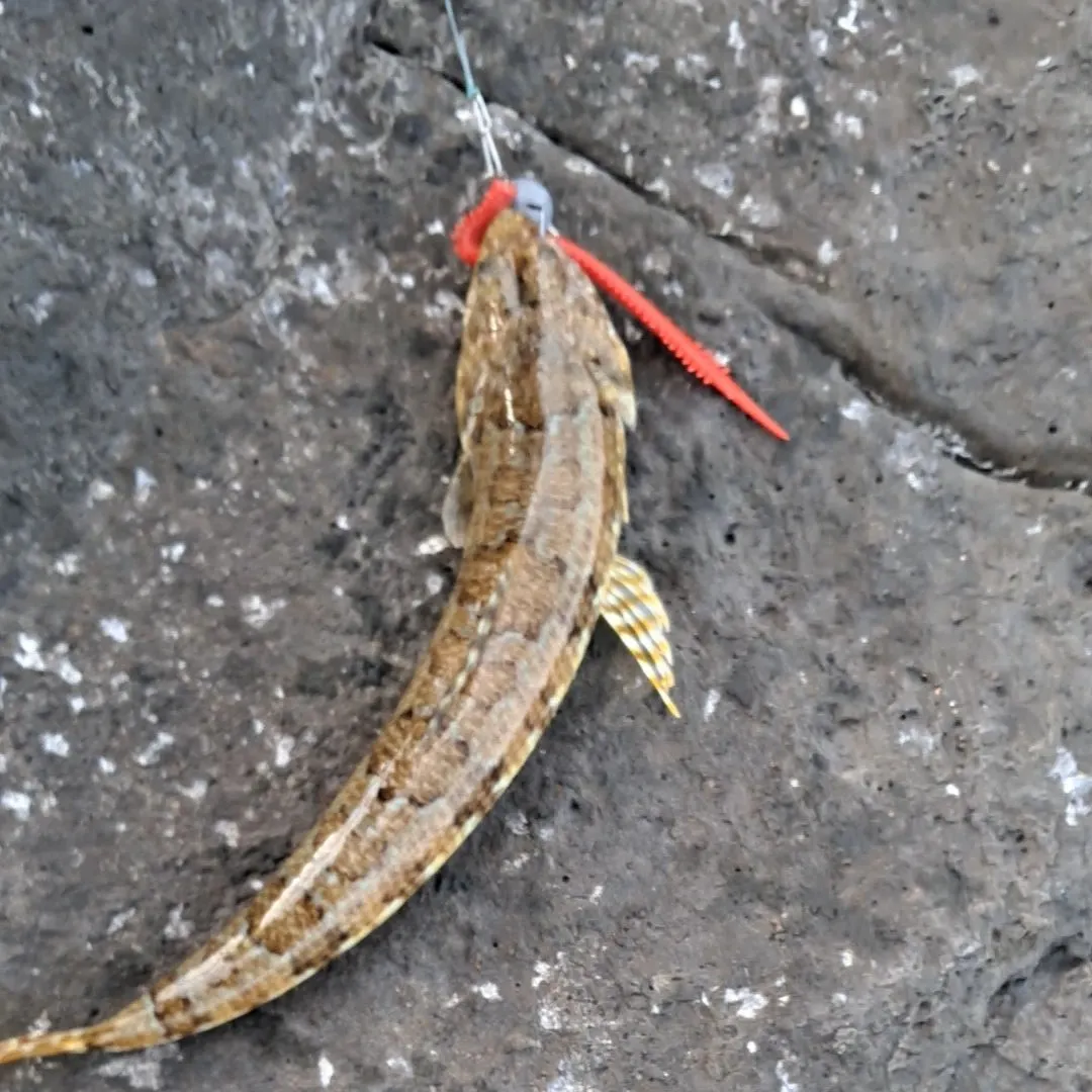 The most recent Inshore lizardfish catches on Fishbrain