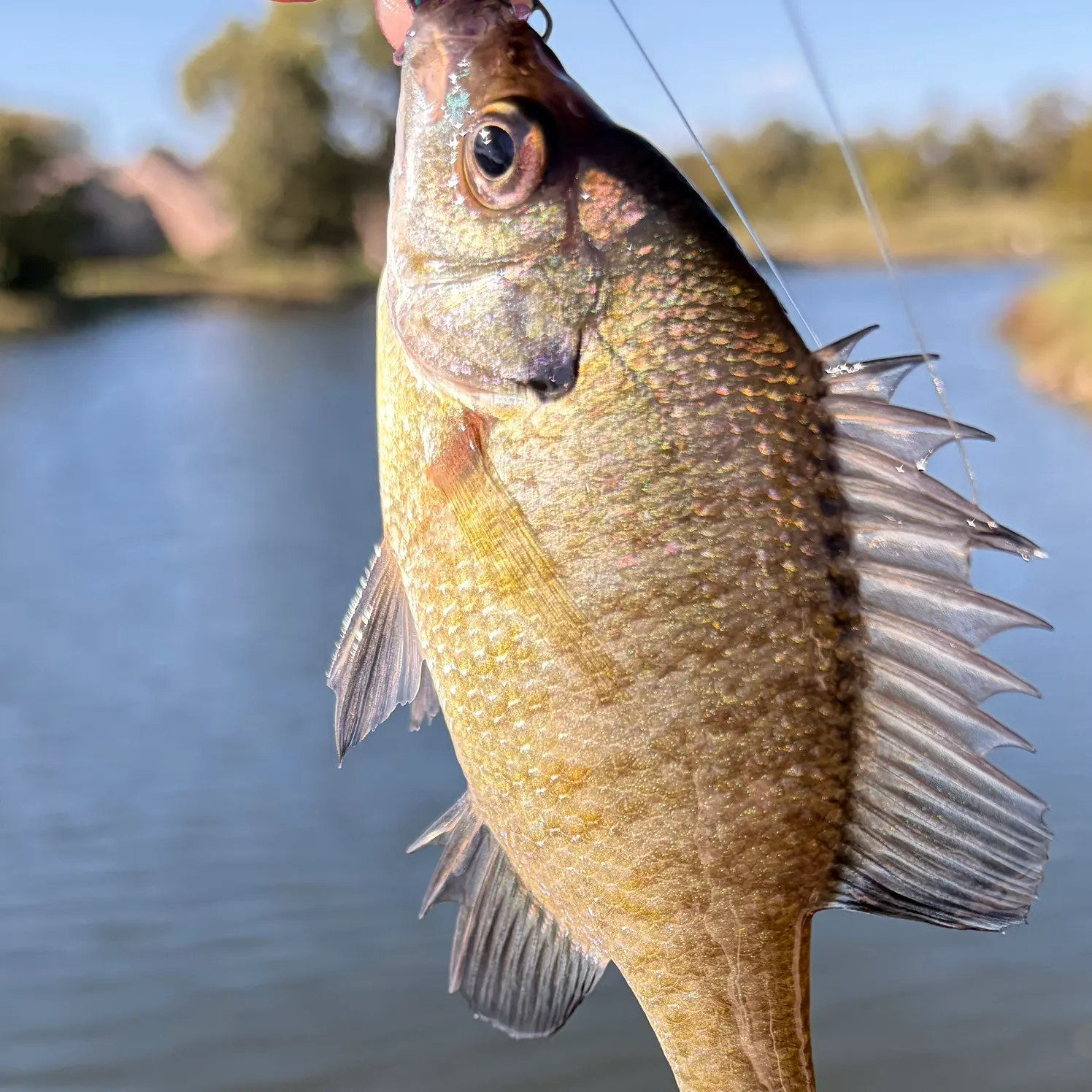 Bluegill caught on Fishbrain