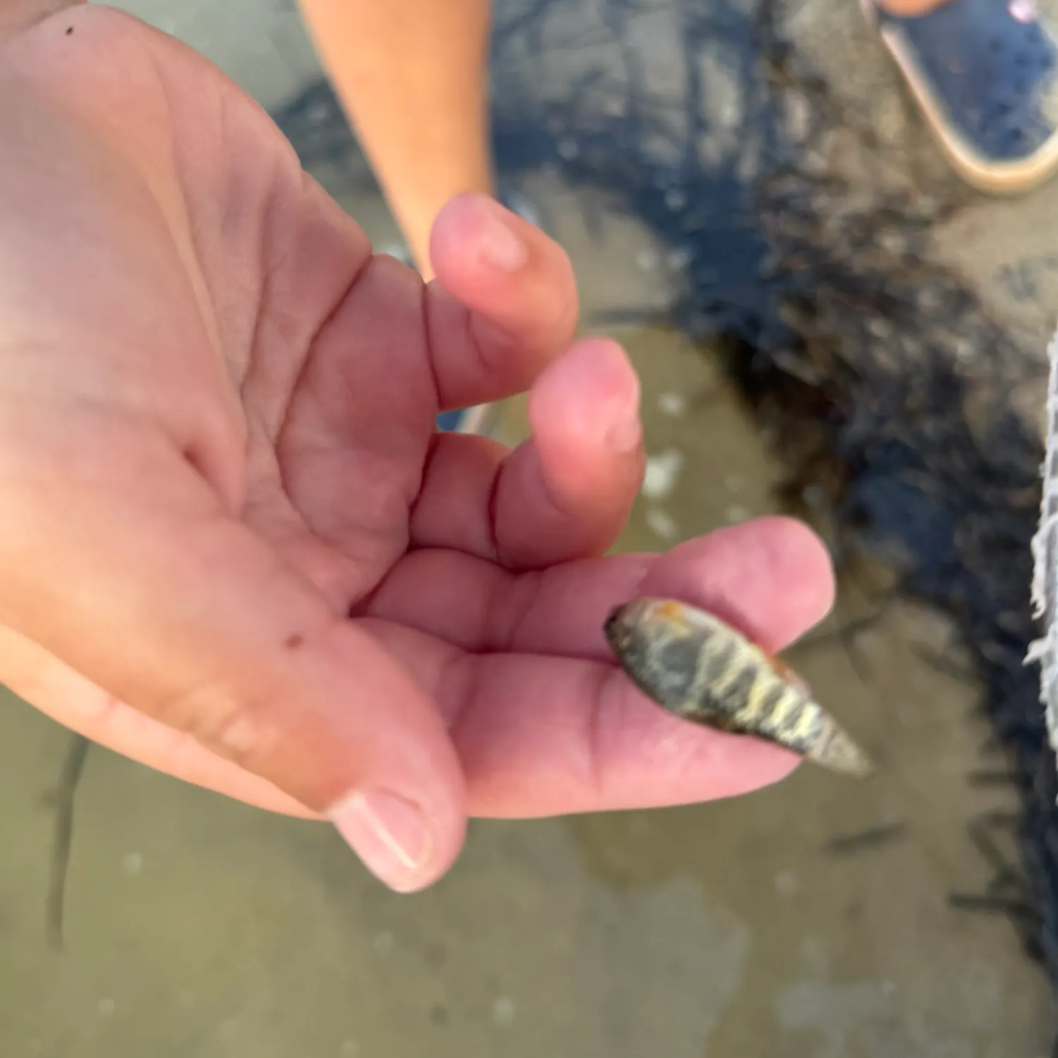 The most recent Sheepshead minnow catches on Fishbrain