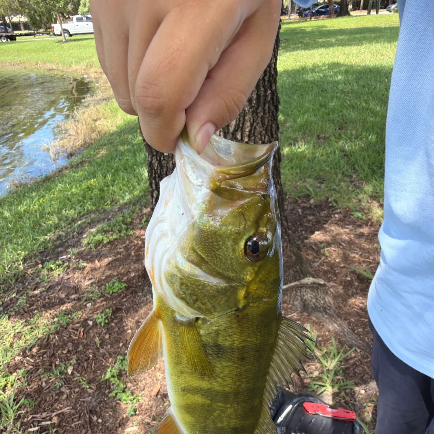 Butterfly peacock bass caught on Fishbrain