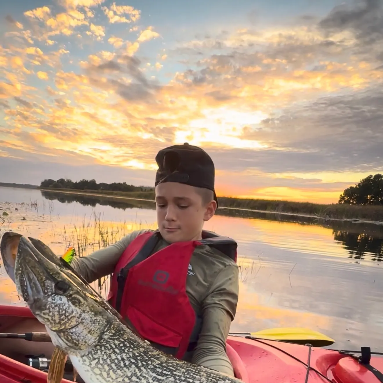 Northern pike caught on Fishbrain