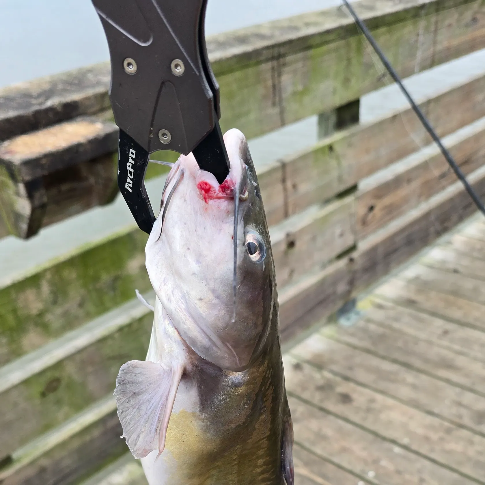 Channel catfish caught on Fishbrain