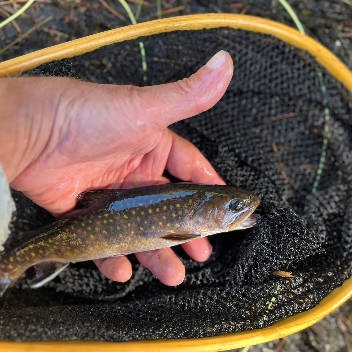 Brook trout caught on Fishbrain