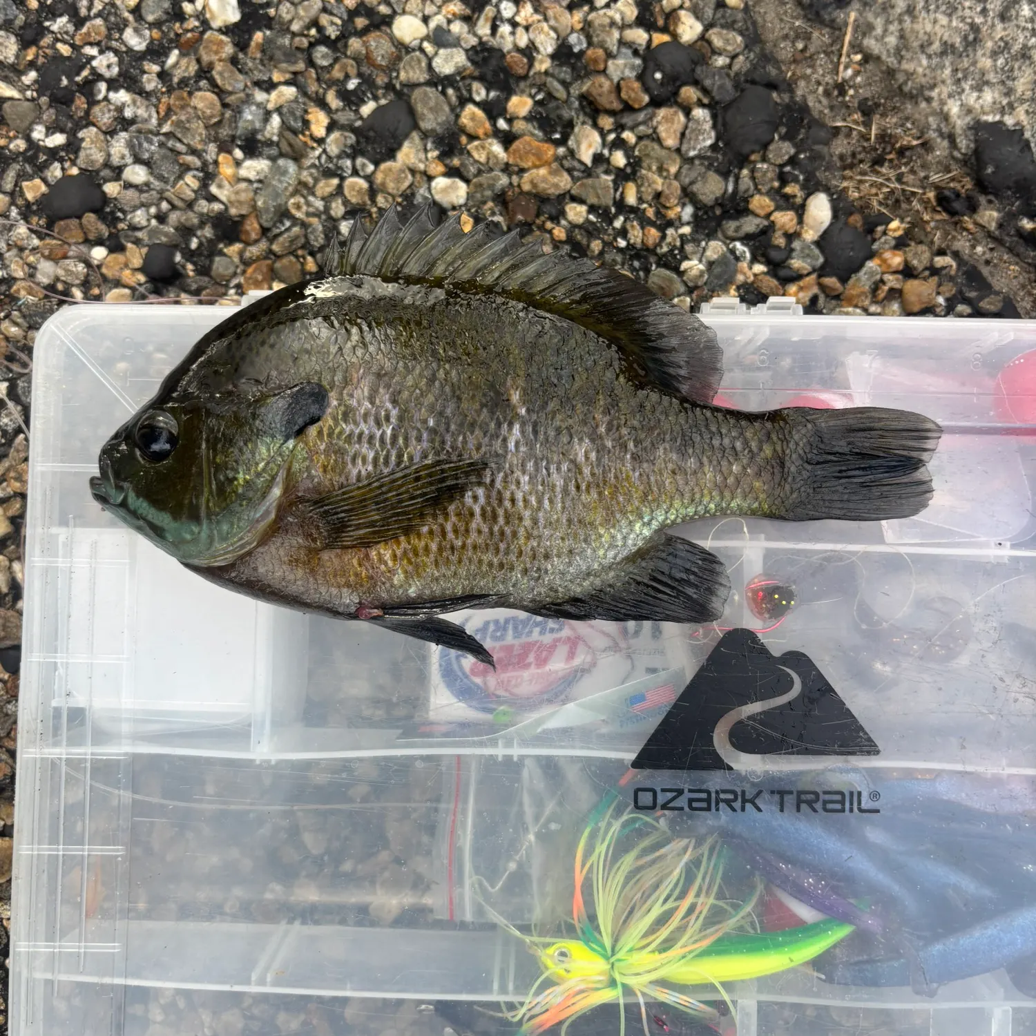 Bluegill caught on Fishbrain
