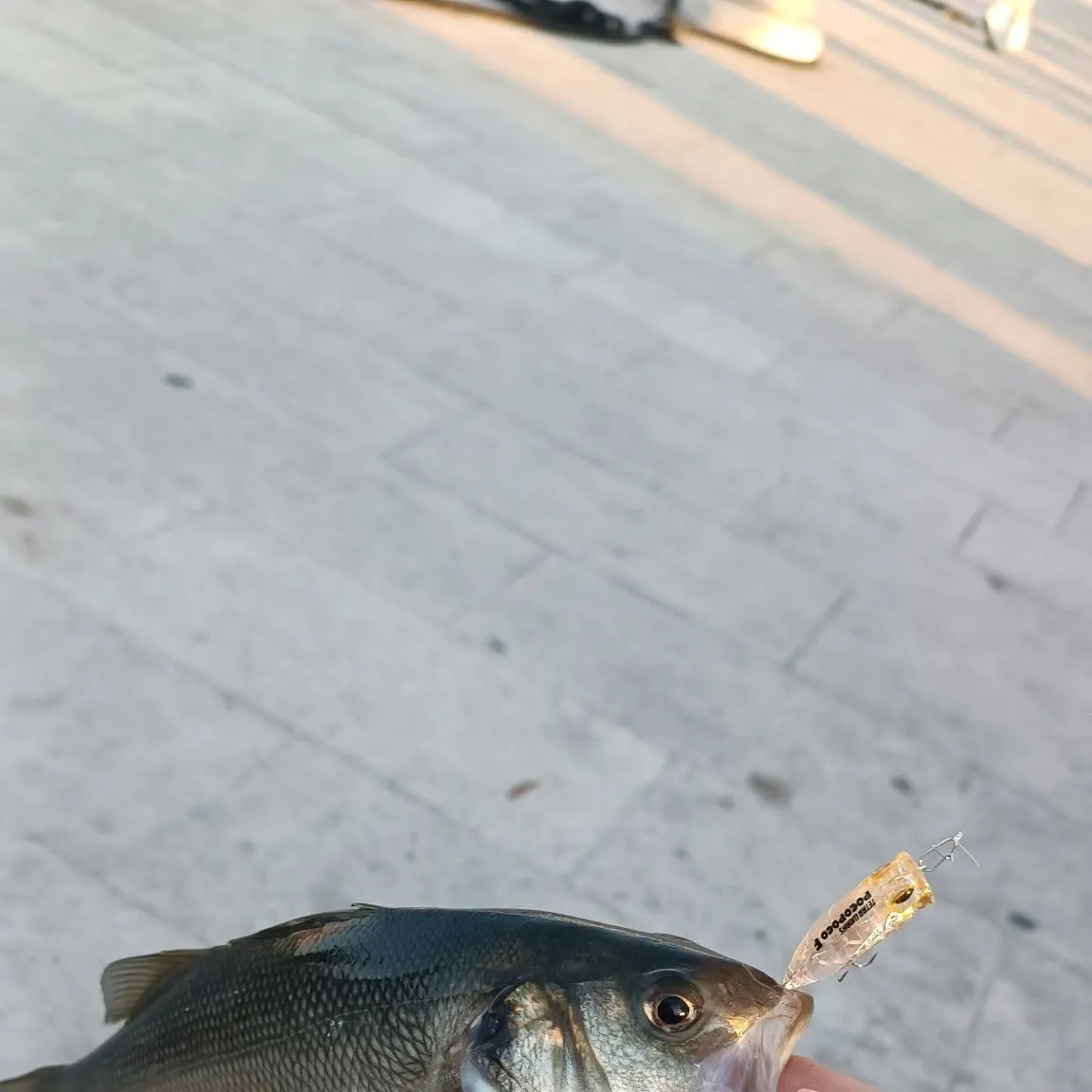 European seabass caught on Fishbrain
