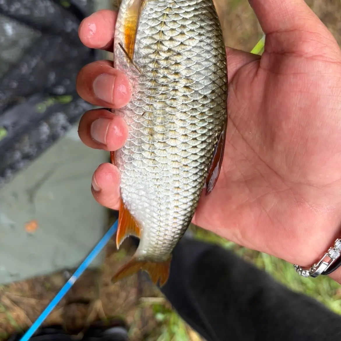 Common roach caught on Fishbrain