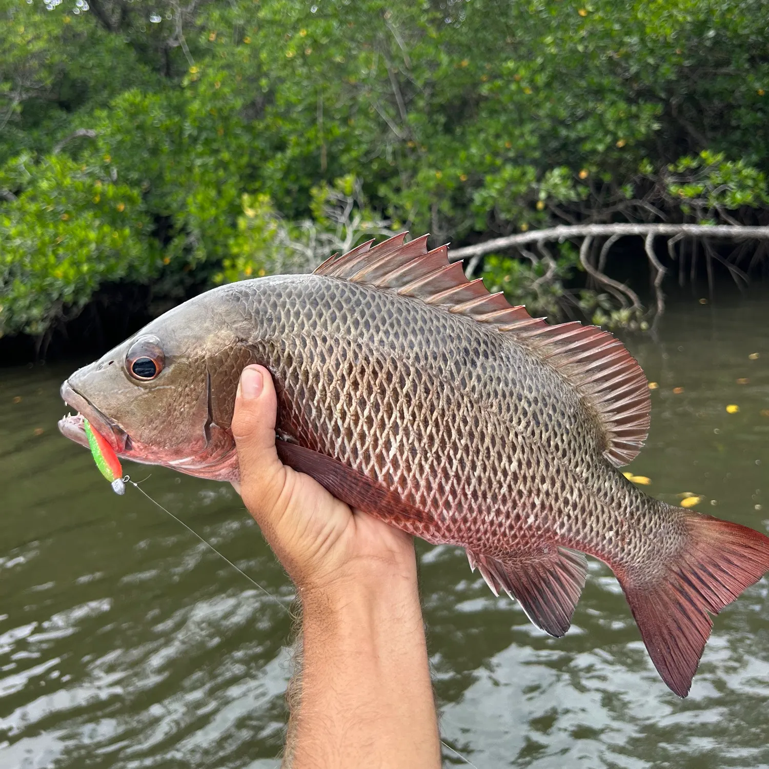 The most popular recent Mangrove red snapper catch on Fishbrain