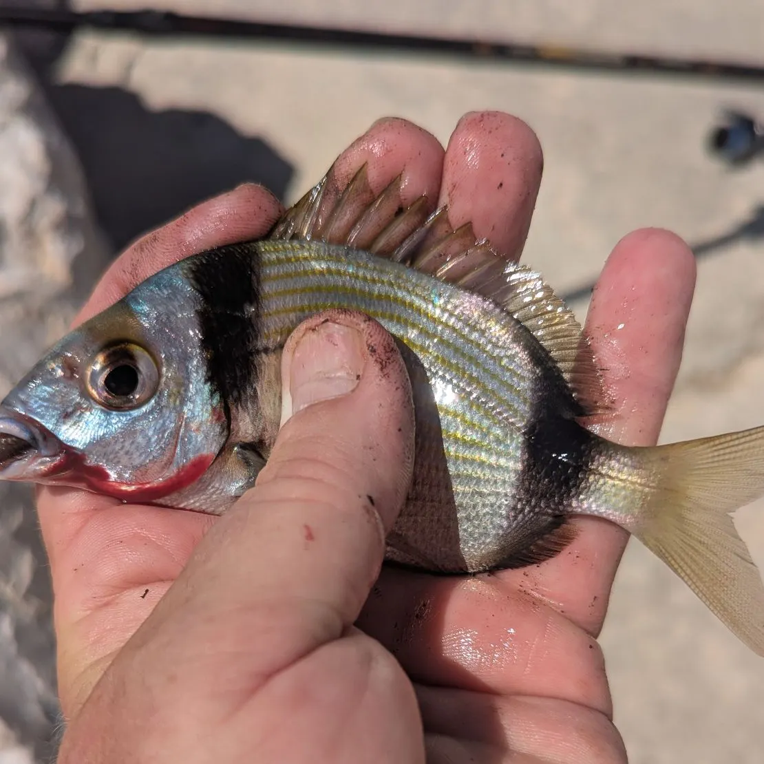 The most recent Common two-banded seabream catches on Fishbrain