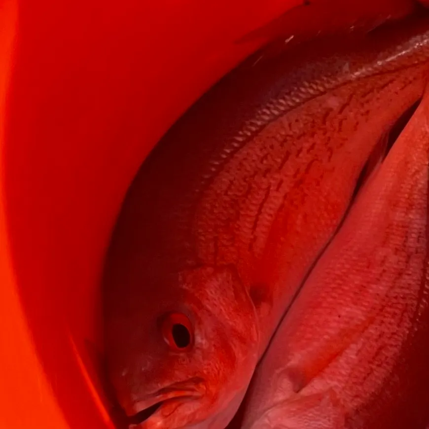 The most recent Vermilion snapper catches on Fishbrain