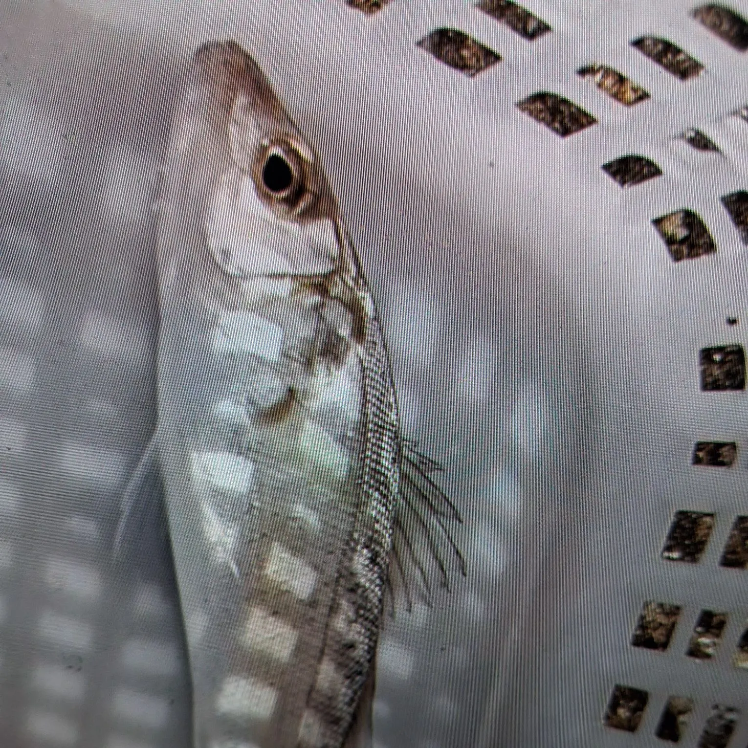 European seabass caught on Fishbrain