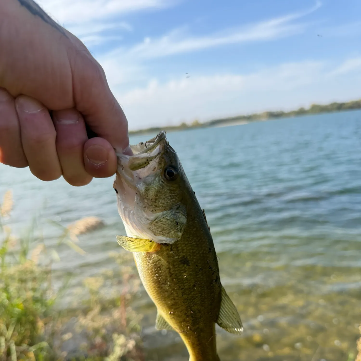 Smallmouth bass caught on Fishbrain